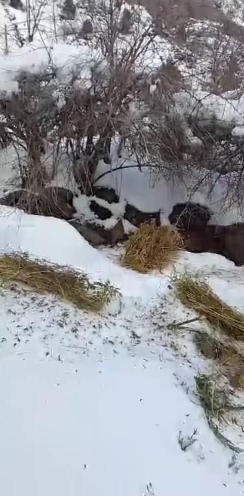 ГУЗАРОНИДАНИ КОРҲОИ БИОТЕХНИКӢ