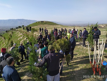 Маъракаи ниҳолшинонӣ дар шоҳроҳи Душанбе-Ваҳдат