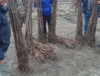 Идомаи корҳои ниҳолшинонӣ дар шаҳру ноҳияҳои ҷумҳурӣ