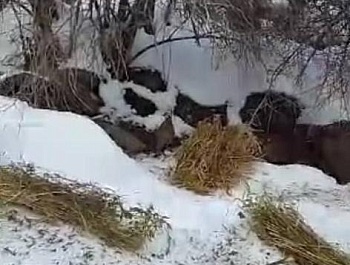 ГУЗАРОНИДАНИ КОРҲОИ БИОТЕХНИКӢ