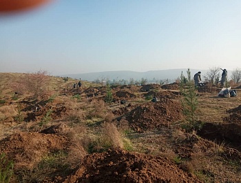 Идомаи корҳои ниҳолшинонӣ дар шаҳру ноҳияҳои ҷумҳурӣ