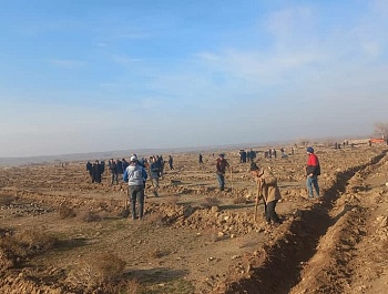 Ҳашари ниҳолшинонӣ