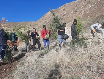 Идомаи корҳои ниҳолшинонӣ дар шаҳру ноҳияҳои ҷумҳурӣ