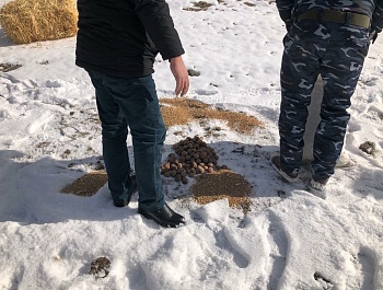 Бо хӯрока таъмин намудани ҳайвоноту паррандагони кӯҳӣ