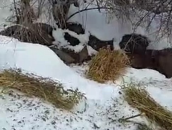 Иҷрои корҳои биотехникӣ