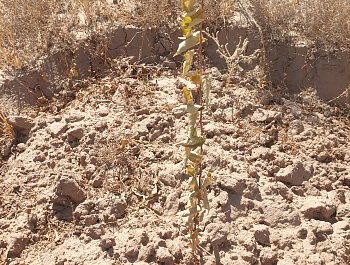 Маъракаи баҳисобгирии сабзиши ниҳолҳо 