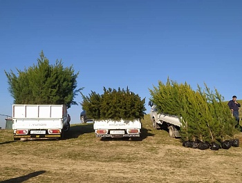 Маъракаи ниҳолшинонӣ дар шафати шоҳроҳи Душанбе-Ваҳдат