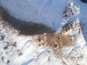 Корҳои биотехникӣ