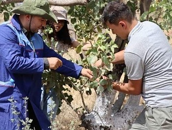 Баргузории семинари омӯзишӣ дар мавзӯи “Идоракунии устувори ҷангалҳои пистазор ва усулҳои баланд бардоштани маҳсулнокии онҳо дар Ҷумҳурии Тоҷикистон” 