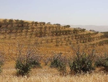 Баргузории семинари омӯзишӣ дар мавзӯи “Идоракунии устувори ҷангалҳои пистазор ва усулҳои баланд бардоштани маҳсулнокии онҳо дар Ҷумҳурии Тоҷикистон” 