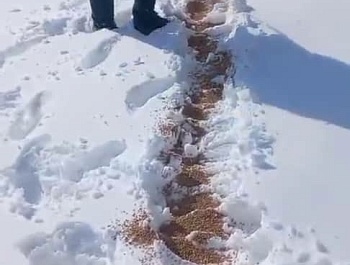 Иҷрои корҳои биотехникӣ