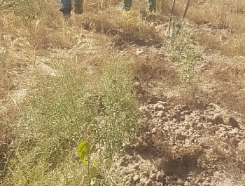 Маъракаи баҳисобгирии сабзиши ниҳолҳо 