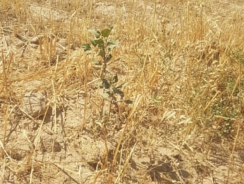 Маъракаи баҳисобгирии сабзиши ниҳолҳо 