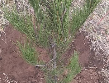 Идомаи корҳои ниҳолшинонӣ дар шаҳру ноҳияҳои ҷумҳурӣ