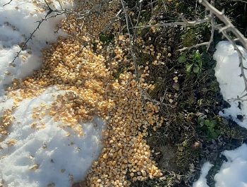 Корҳои биотехникӣ