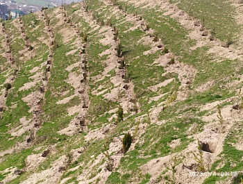 Маъракаи ниҳолшинонӣ дар шоҳроҳи Душанбе-Ваҳдат