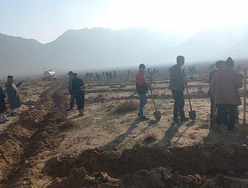 Ҳашари ниҳолшинонӣ