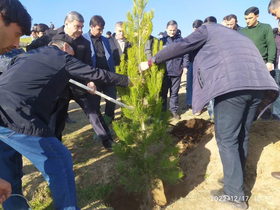 Маъракаи ниҳолшинонӣ дар шафати шоҳроҳи Душанбе-Ваҳдат Маъракаи ниҳолшинонӣ дар шафати шоҳроҳи Душанбе-Ваҳдат