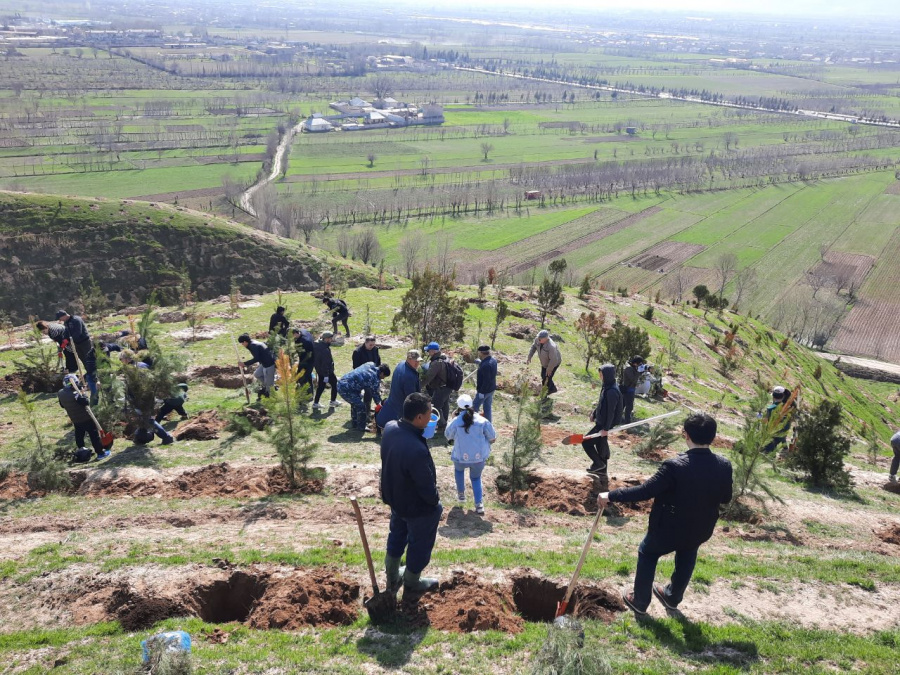 A planting seedlings on the Dushanbe-Vahdat highway A planting seedlings on the Dushanbe-Vahdat highway